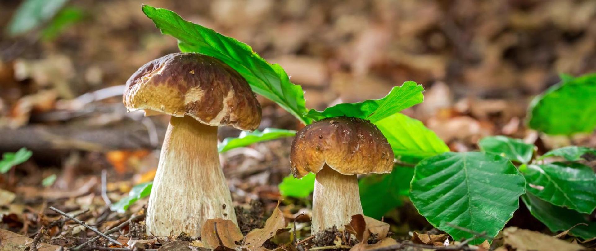 Dwa borowiki szlachetne – większy i mniejszy – rosnące obok siebie w naturalnym leśnym runie.