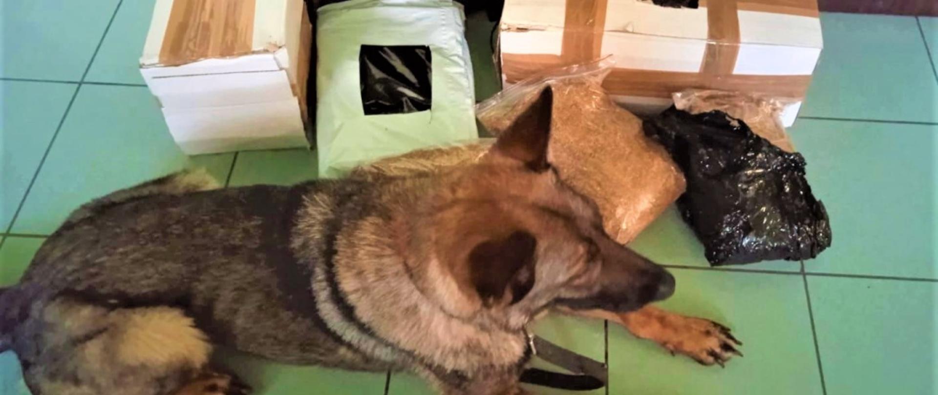 Pies leży na podłodze obok paczek