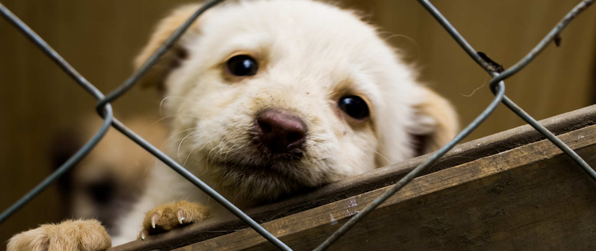 piesek patrzący zza krat schroniska