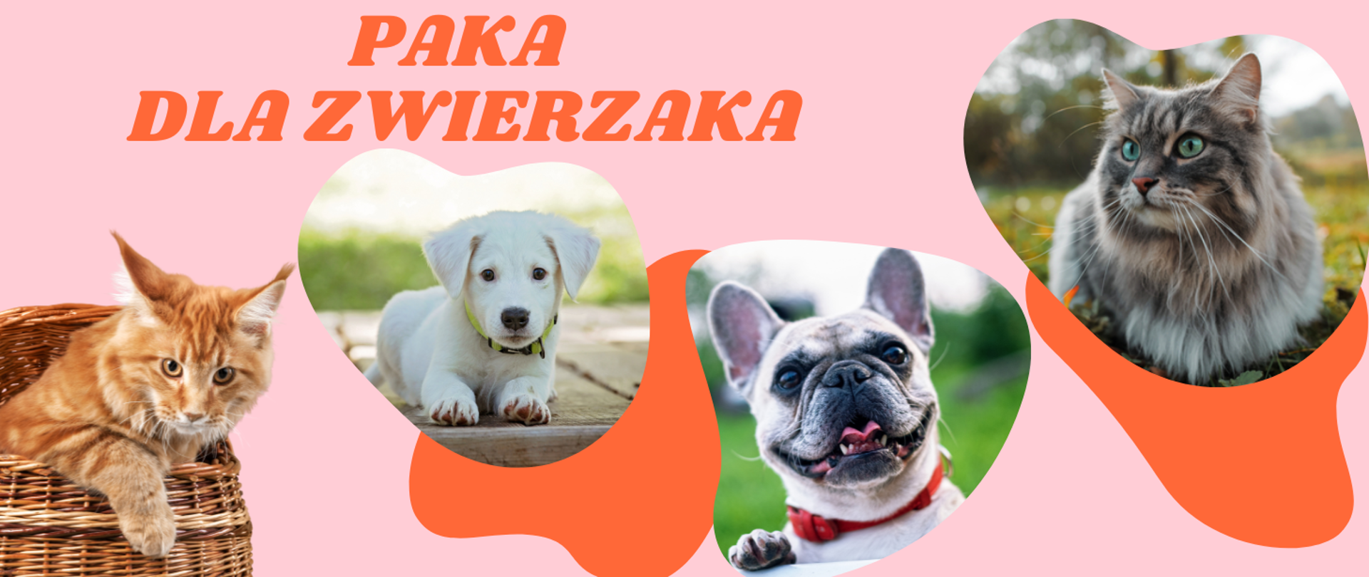 Na różowym tle pomarańczowy napis "paka dla zwierzaka". Poniżej od lewej strony zdjęcie kotka rudawego w koszu, dalej biały leżący pies, dalej mordka psa, na końcu kotek leżący na trawie.
