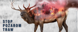 Na zdjęciu widać dużego jelenia z rozłożystym porożem. W jego wnętrzu widać płonący las z jego grzbietu unoszą się bardzo duże ilości szarego dymu.