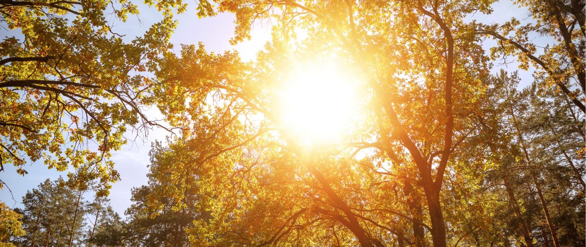 Na zdjęciu jest słońce przebijające się przez korony drzew.