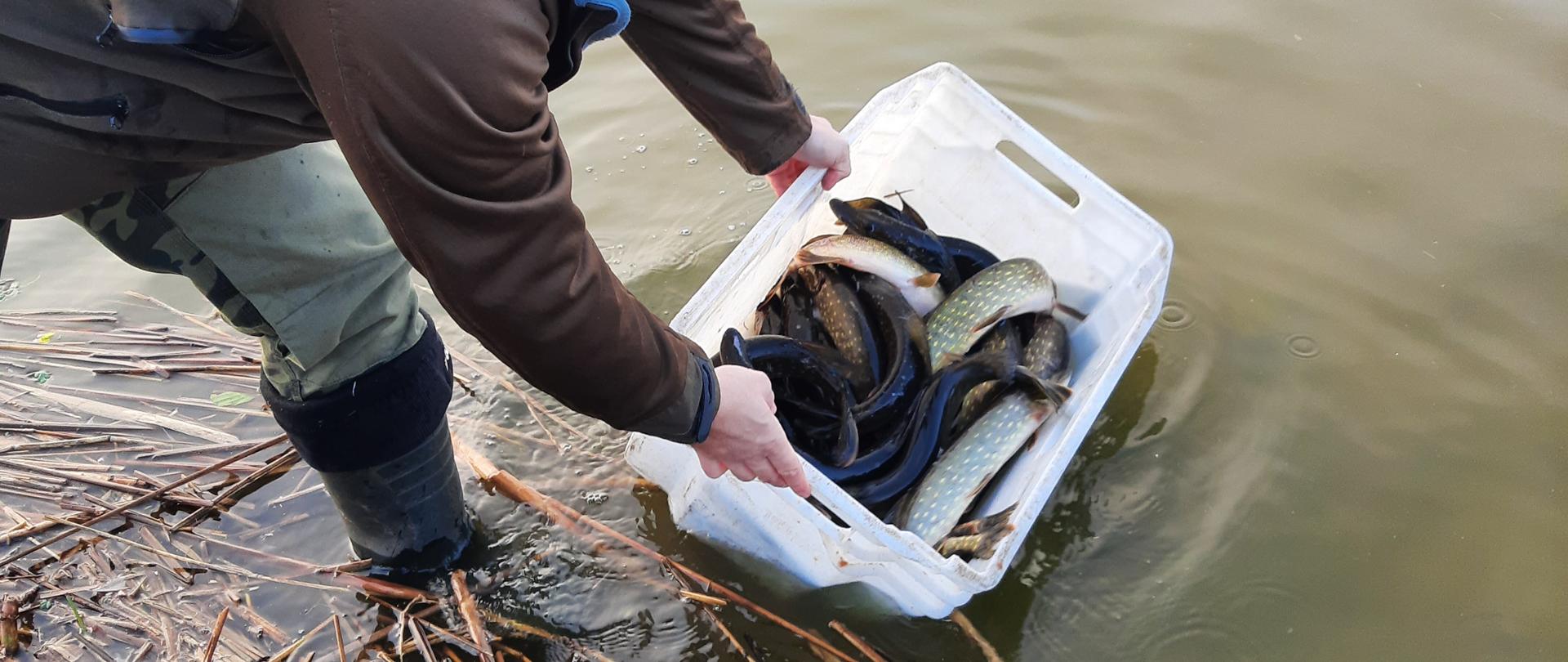 Zarybienia 2025 - Obwód rybacki jeziora Przedecz na rzece Noteć