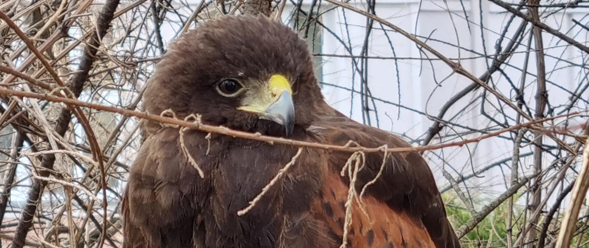 Myszołów na gałęzi
