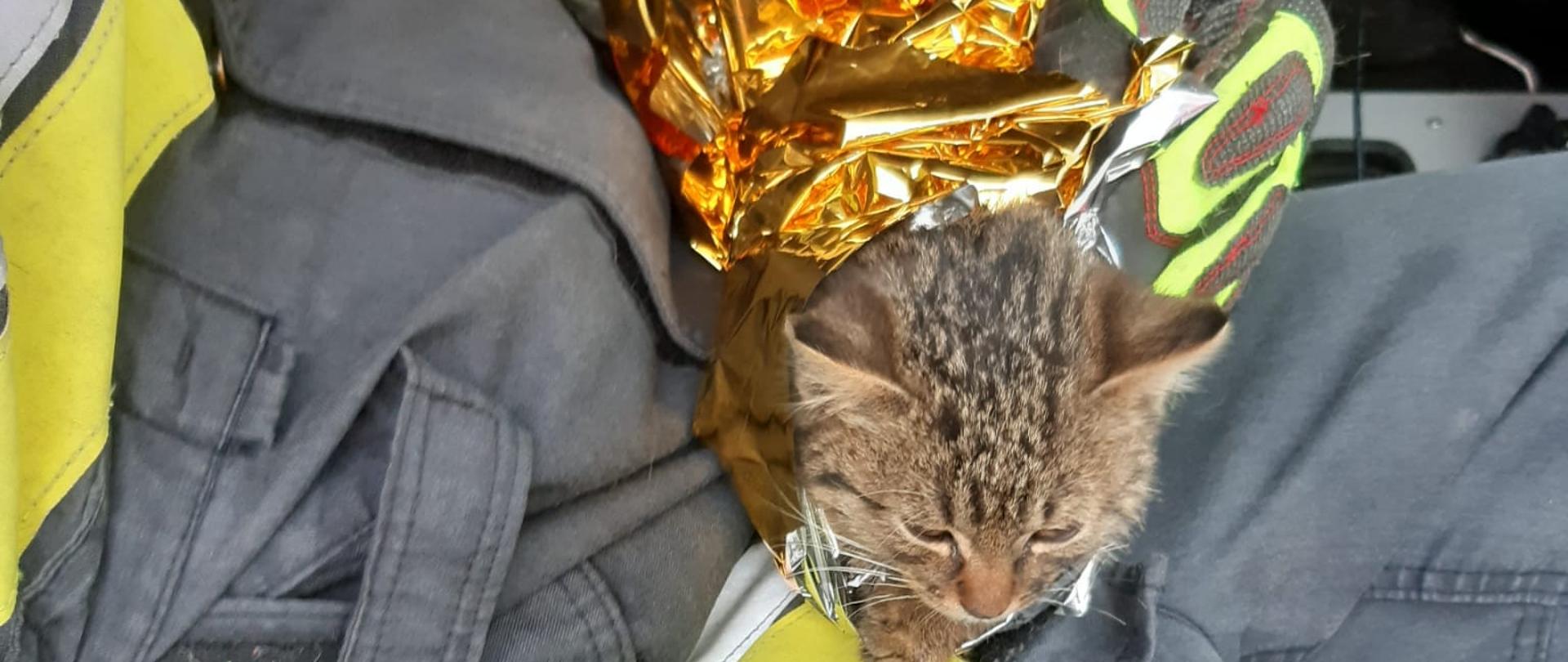Na zdjęciu widać częściowo strażaka w ciemnym stroju, który siedzi w samochodzie i na kolanach trzyma burego kota owiniętego w złotą folię. Jest widno.