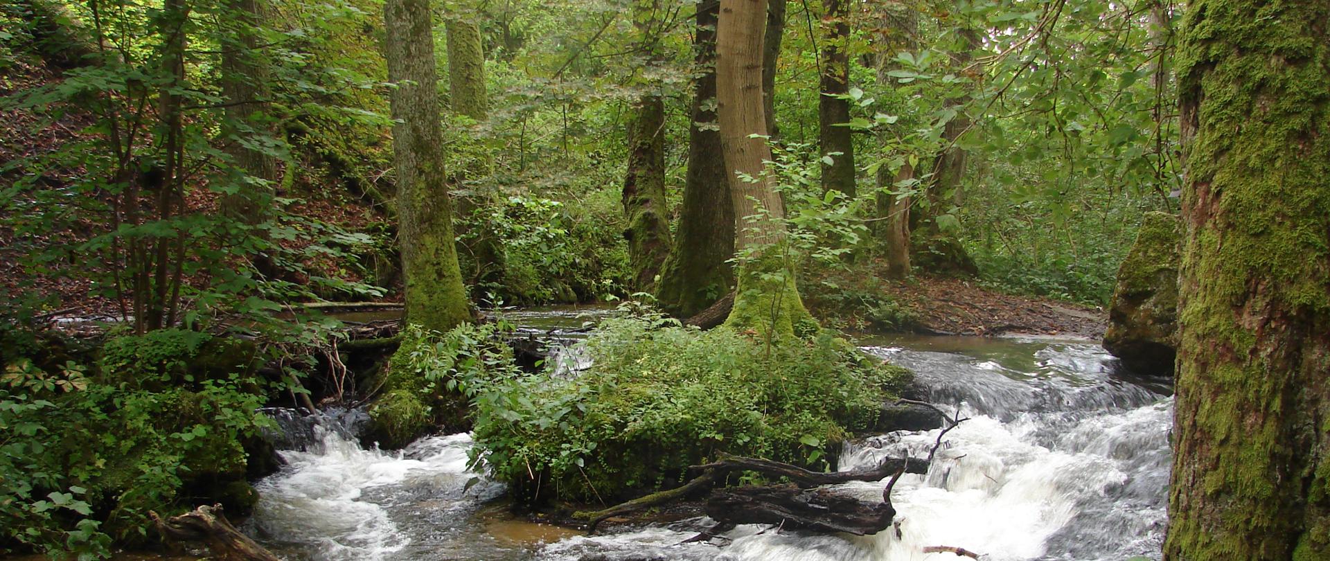 Rezerwat przyrody „Czartowe Pole”