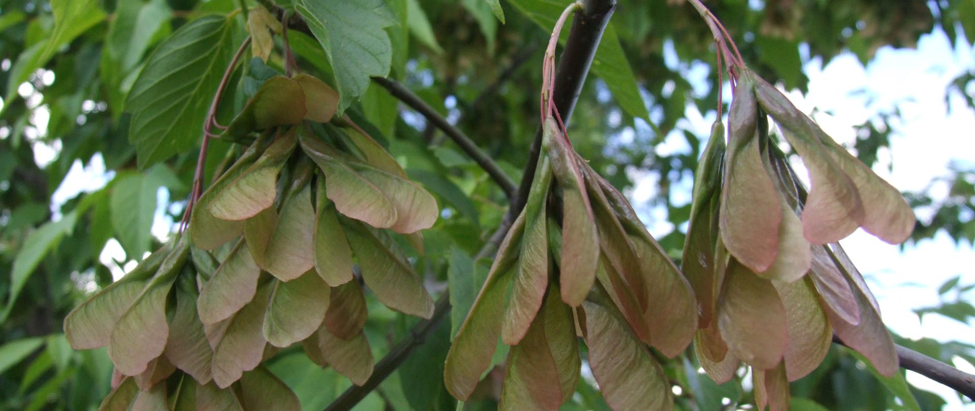 Po środku owoce klonu jesionolistnego, zmieniające kolor z zielonego na czerwony. W tle liczne zielone liście.