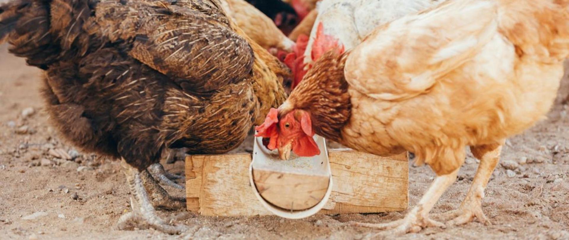 grypa_ptaków_A-H5N8