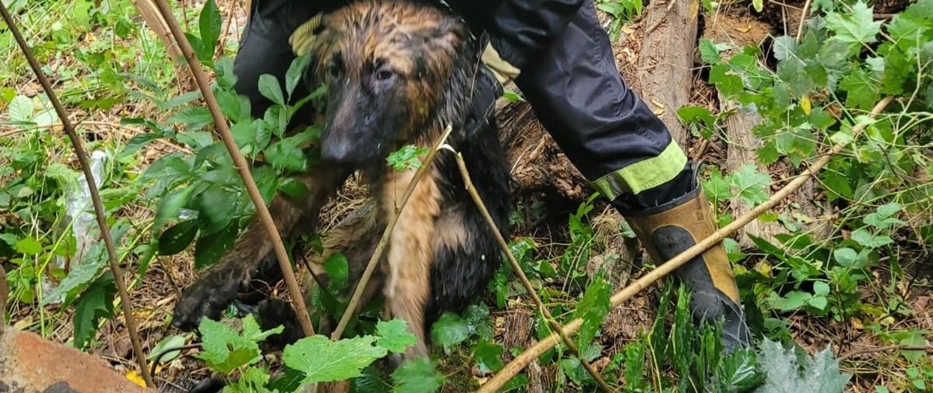 zdjęci przedstawia strażak który wydostał psa z wody 