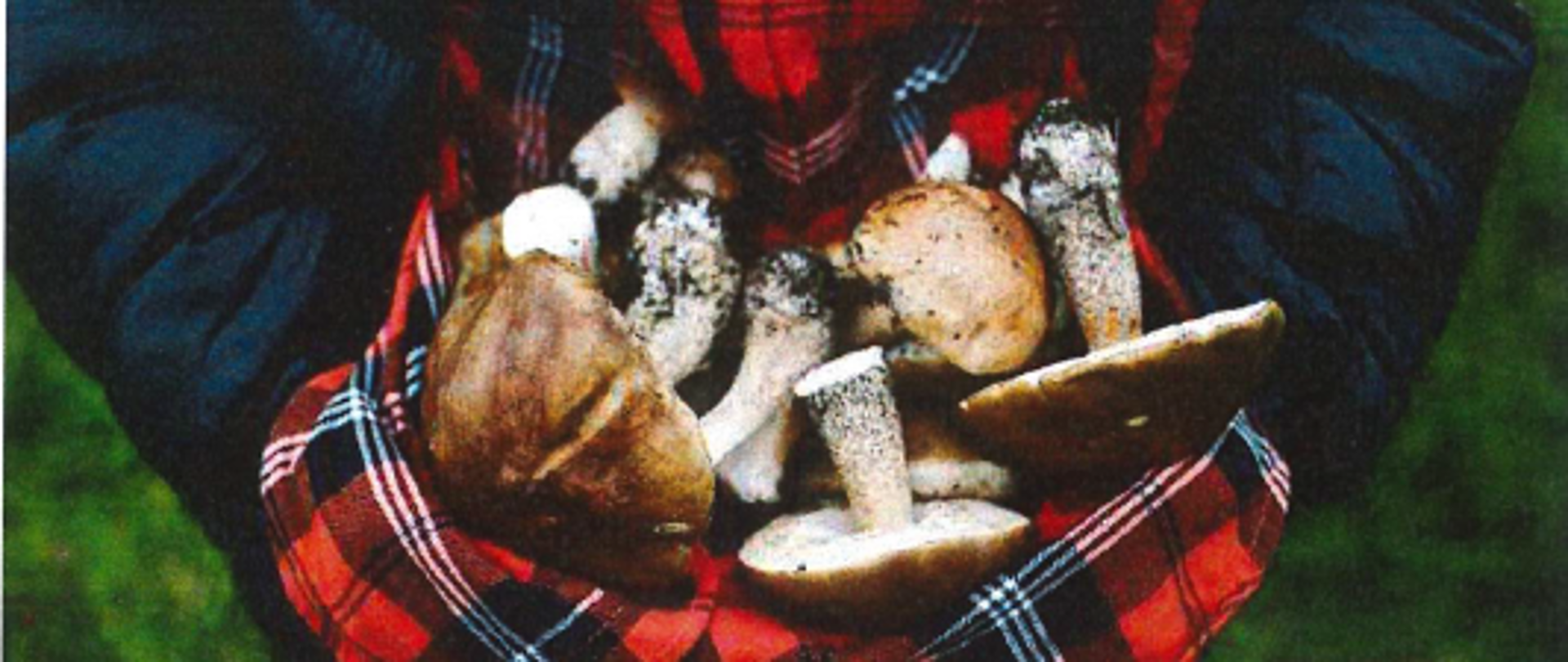 Kurs dla kandydatów na grzyboznawcę