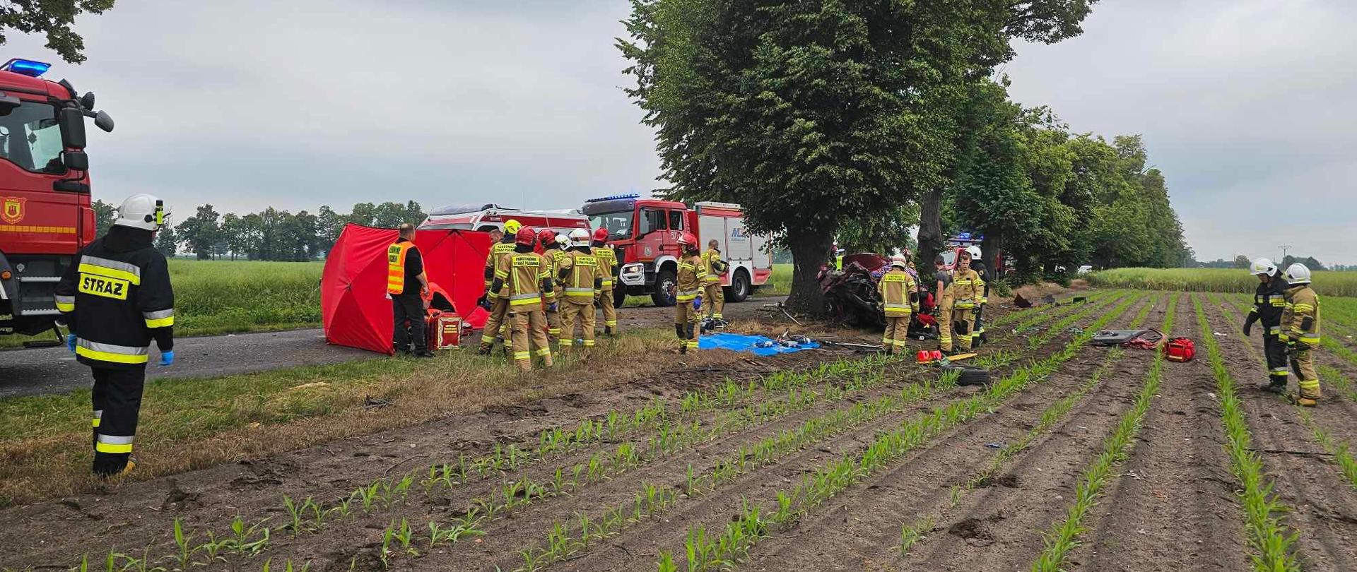 Obok drzewa, w polu kukurydzy znajduje się wrak samochodu osobowego. Dookoła porozrzucane są różne jego elementy. Na jezdni rozstawiony jest czerwony parawan ochronny, a także stoją dwa pojazdy strażackie i karetka pogotowia. Wokół parawanu i wraku znajdują się strażacy. W tle pola uprawne i drzewa.