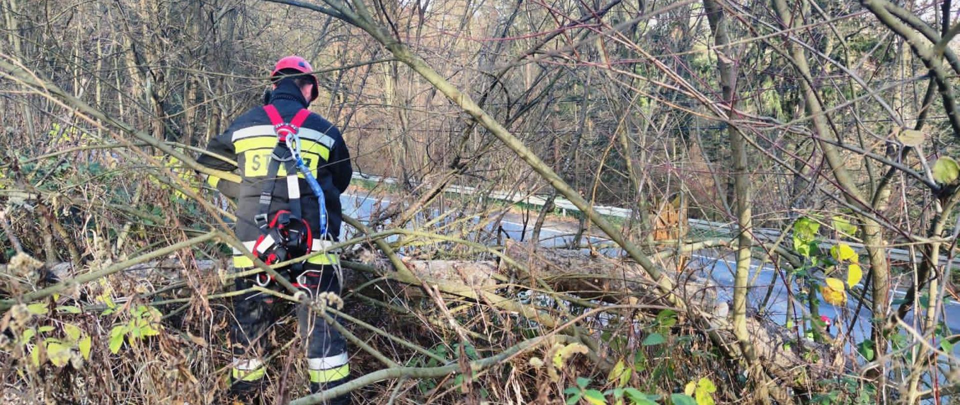 Strażak w uprzęży pracujący przy powalonym drzewie