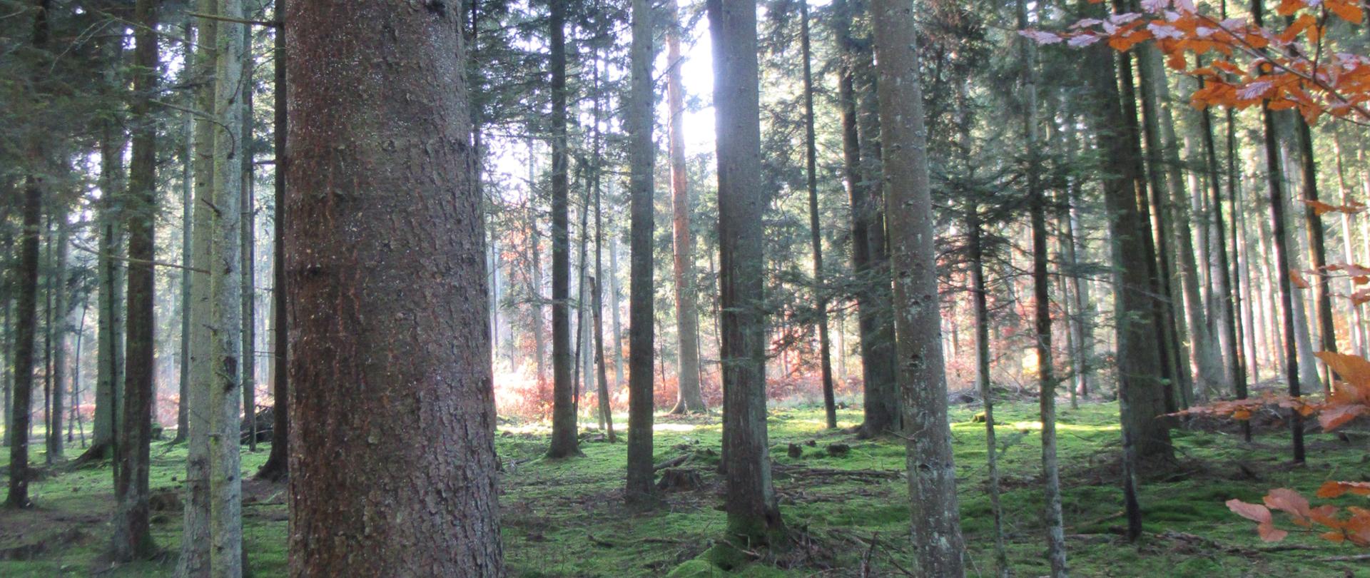 Las oświetlony słońcem