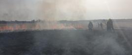 Pożar suchej trawy w Wojnowicach, 6 strażaków gasi pożar za pomocą tłumic. Działania w zadymieniu.