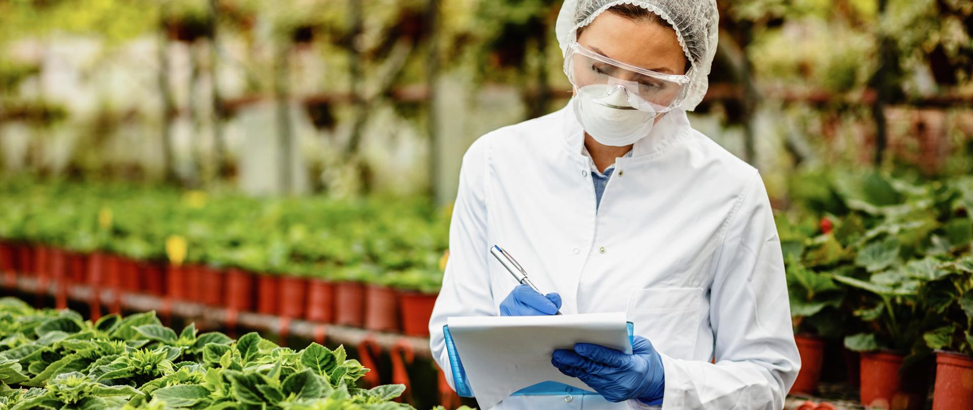 Zdjęcie przedstawia kobietę przeprowadzającą kontrolę jakości produkcji roślinnej.
