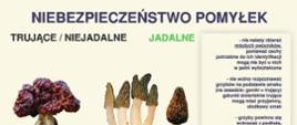 Infografika niebezpieczeństwo pomyłek grzybów 2