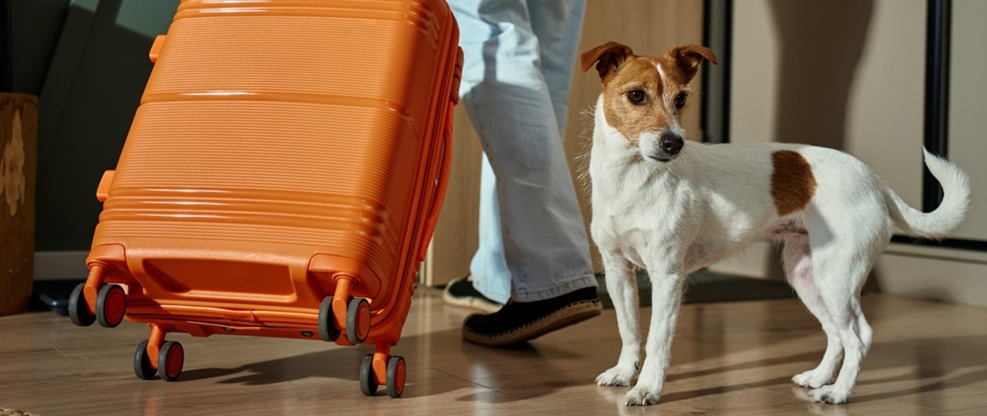 https://europa.rs/european-union-abolishes-rabies-antibody-titer-test-requirement-for-pet-travel/?lang=en#