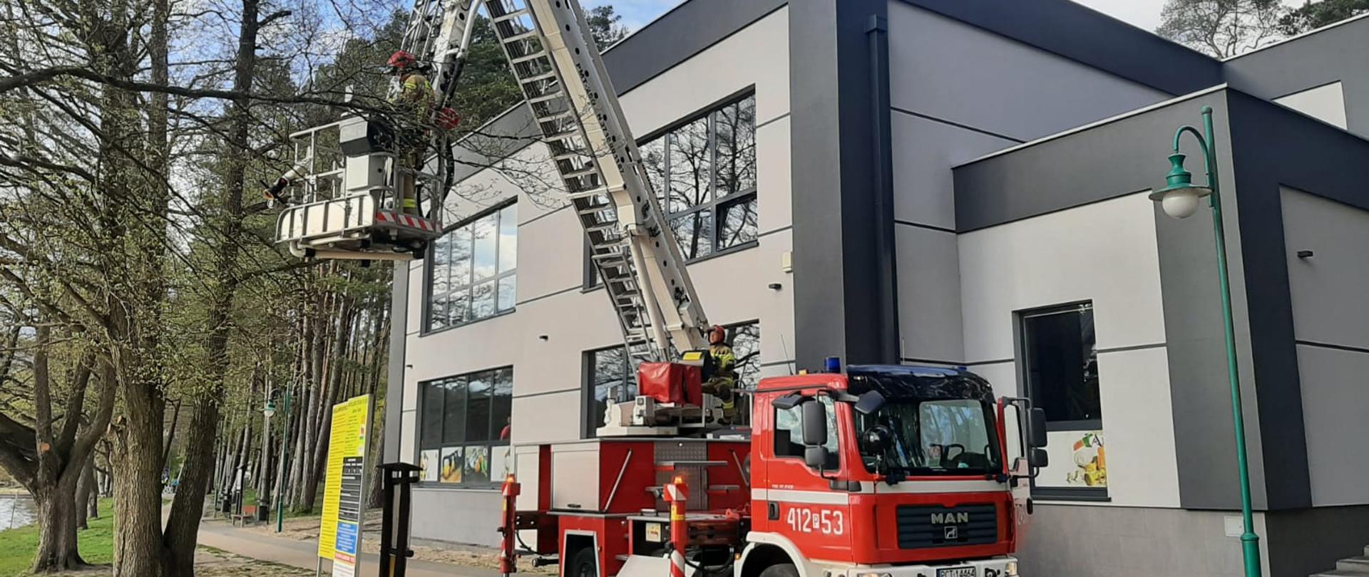 ZAPLĄTANY PTAK NA DRZEWIE.