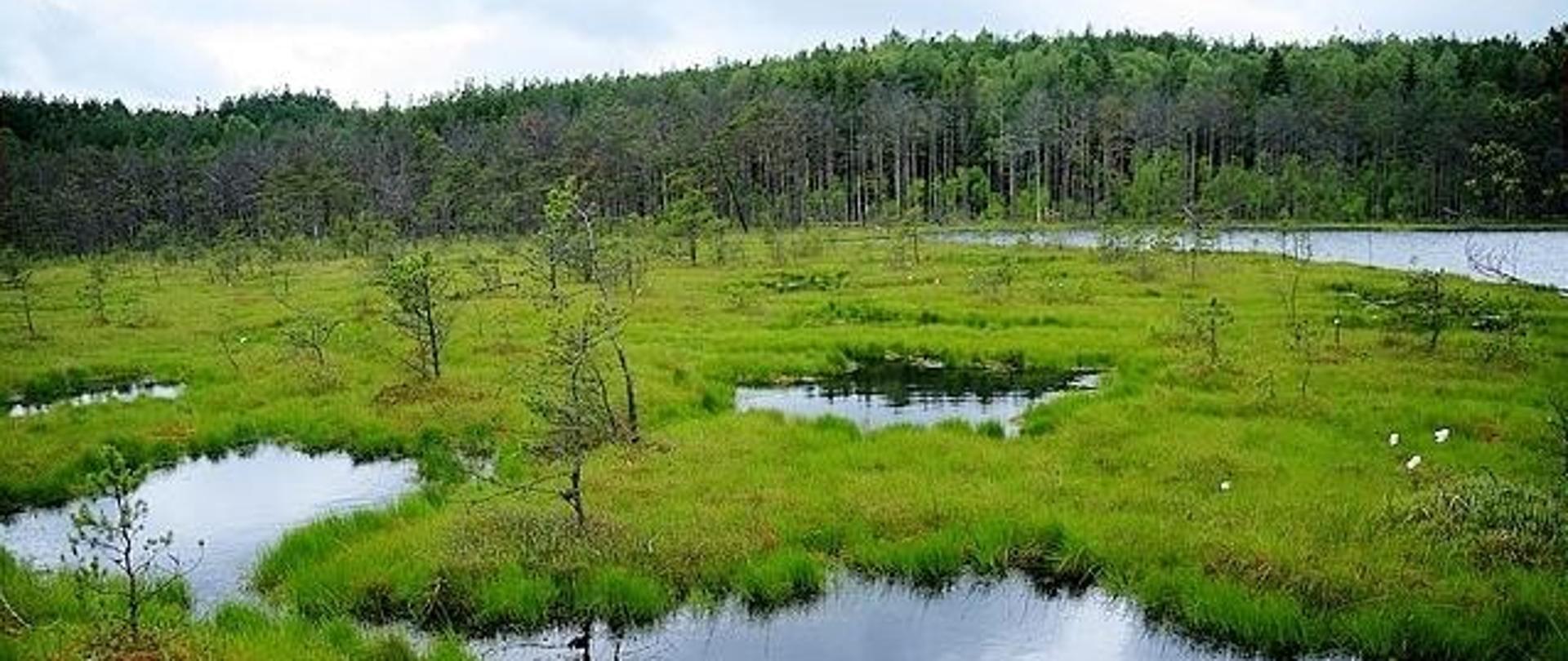 rezerwat przyrody Lisia Kępa