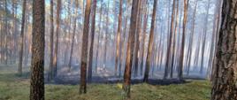 Widać spalone poszycie leśne, okopcone drzewa