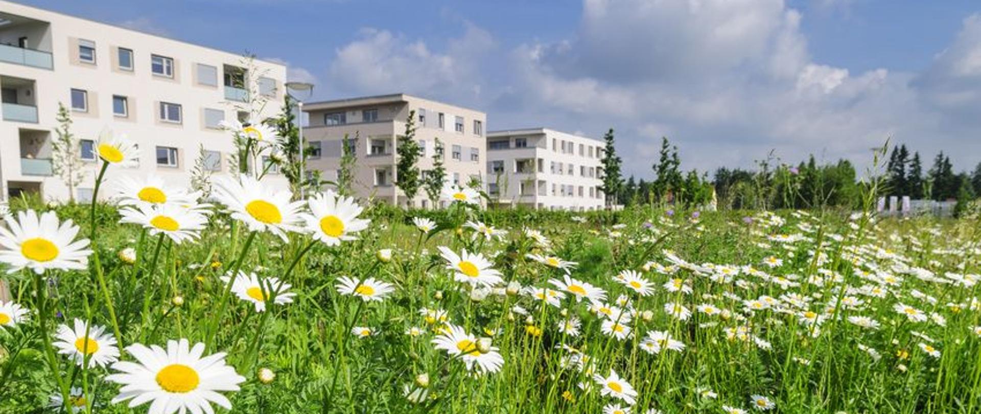 grafika ilustracyjna