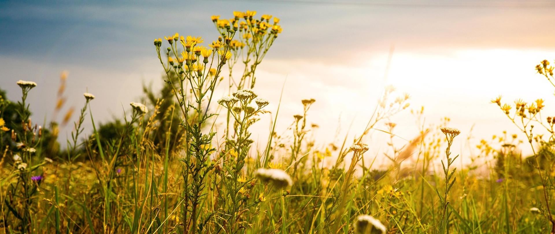 Na zdjęciu widoczne niebo i łąka
