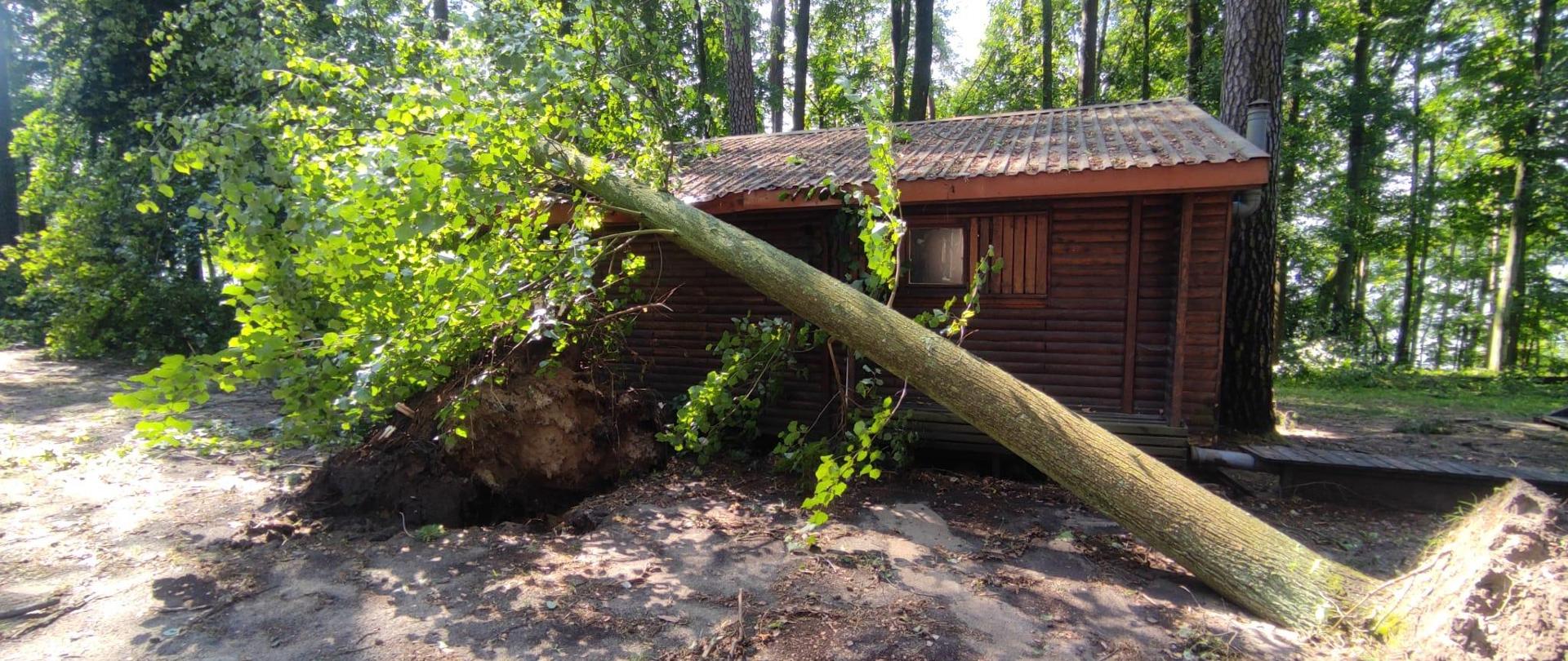 Powalone drzewo na dach budynku