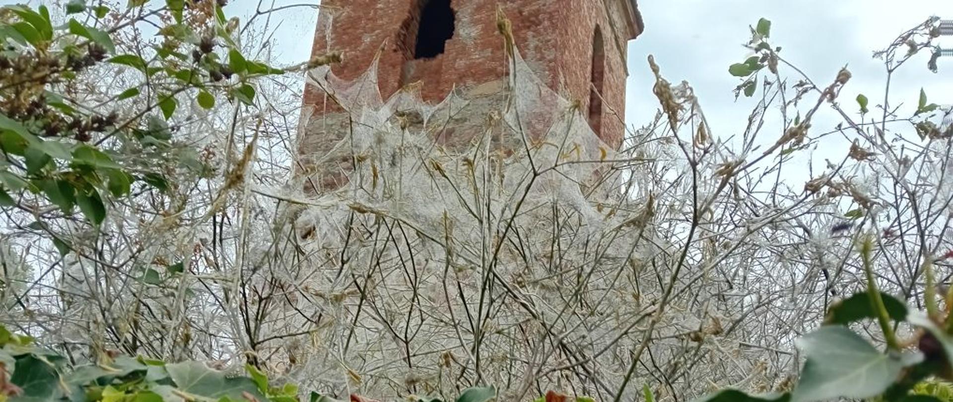 Namiotnik Jabłoniowy