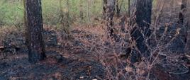 Wypalone poszycie leśne po pożarze. Ściółka całkowicie spalona, pnie drzew opalone.