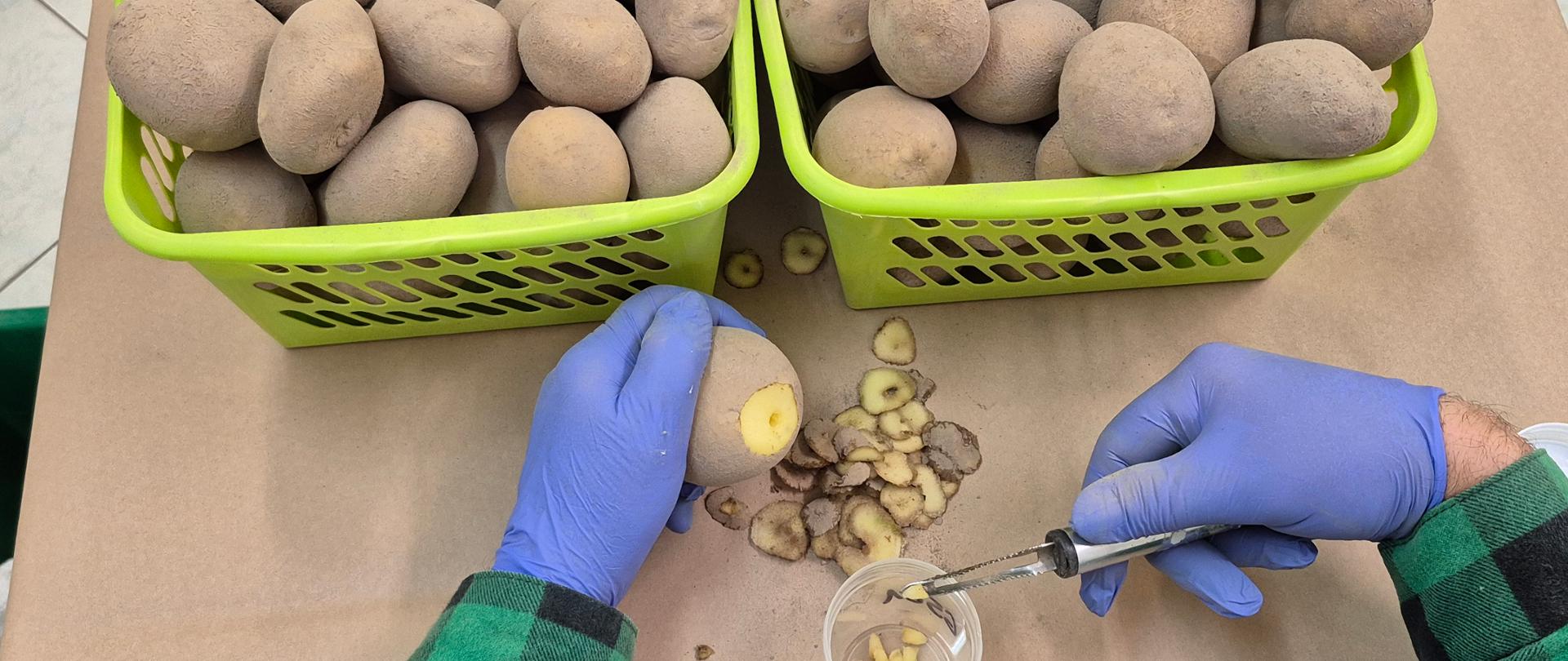 Pobieranie części przystolonowych z bulw ziemniaka