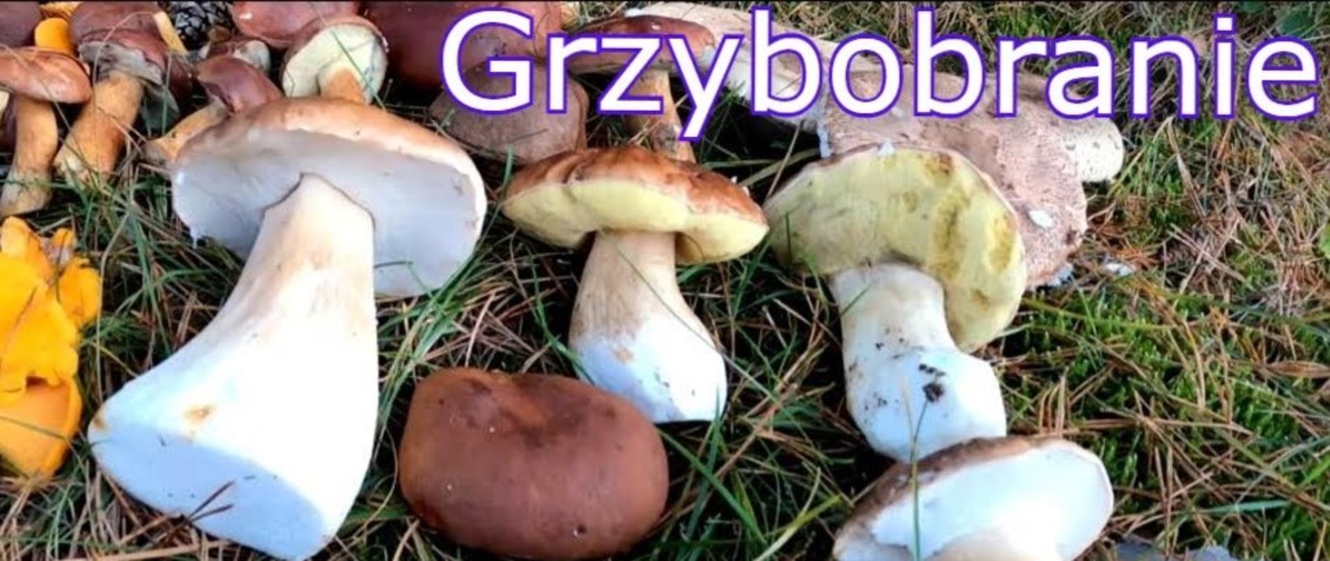 Na ściółce leśnej ułożone są zebrane grzyby. Z prawej strony borowiki. Z lewej strony od góry podgrzybki, kurki. W górnej części obrazka prawej strony widnieje biały napis "Grzybobranie" 