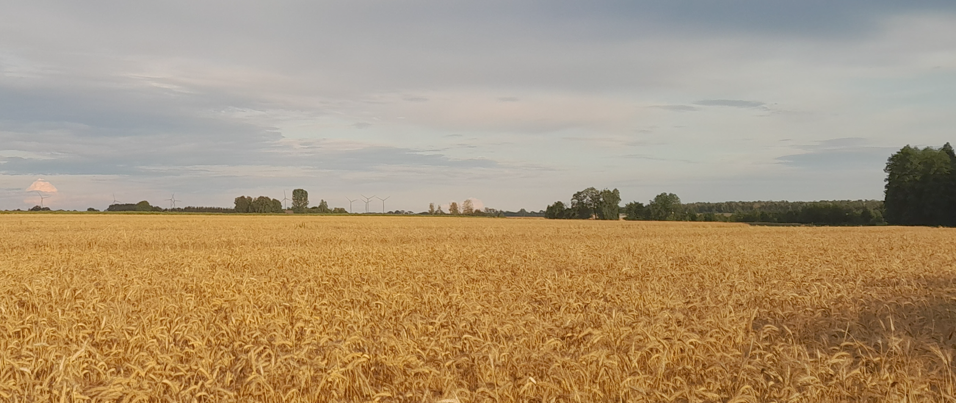 zdjęcie ilustracyjne - ryzyka suszy w rolnictwie