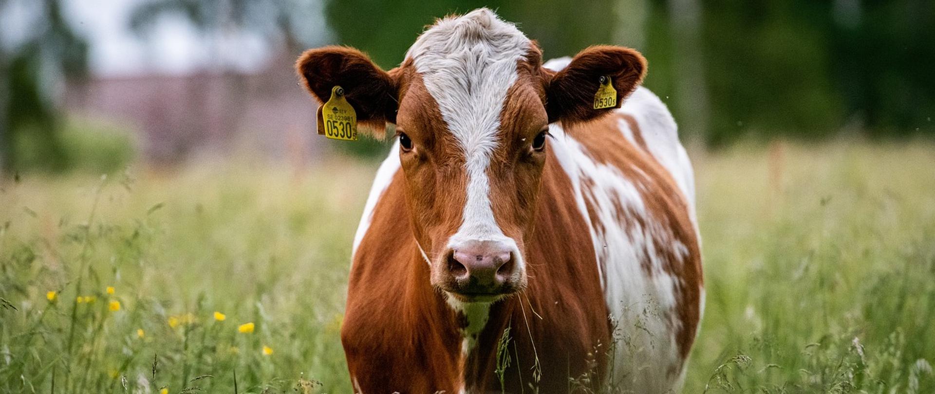 Pryszczyca – najważniejsze informacje
