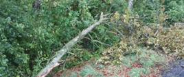 Złamany_konar