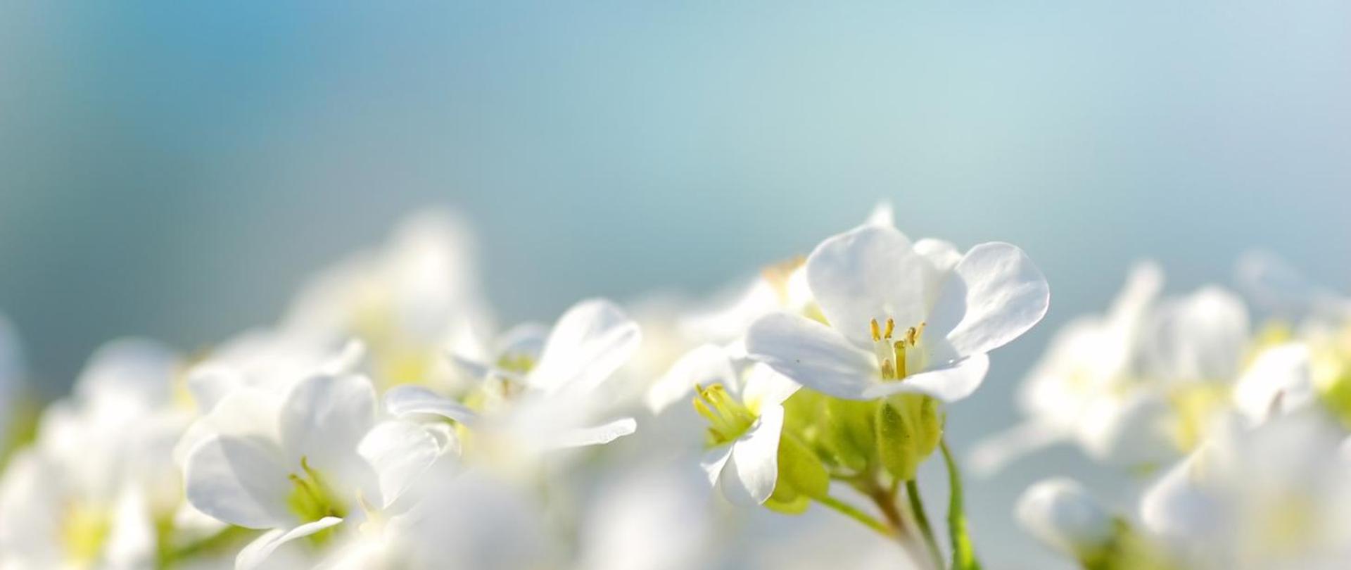 Białe kwiaty na błękitnym tle