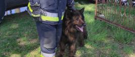 Na zdjęciu widoczny uratowany z pożaru pies wraz z ratownikiem OSP, w tle samochód gaśniczy