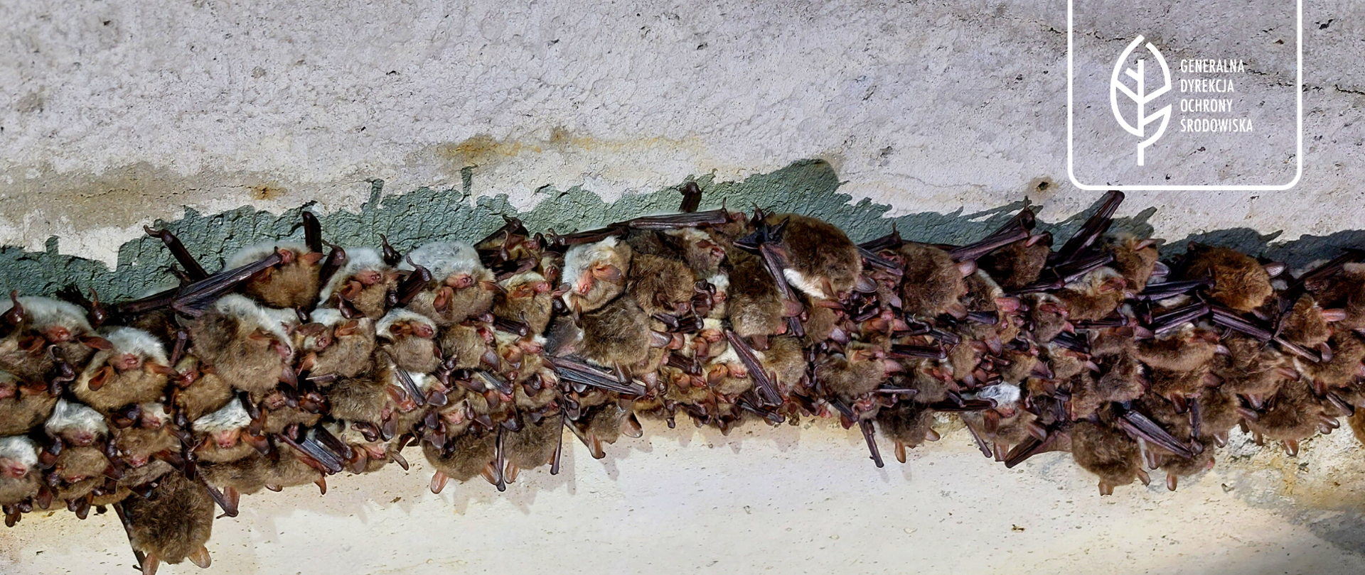 Na zdjęciu: w betonowej szczelinie hibernuje kilkadziesiąt nietoperzy.