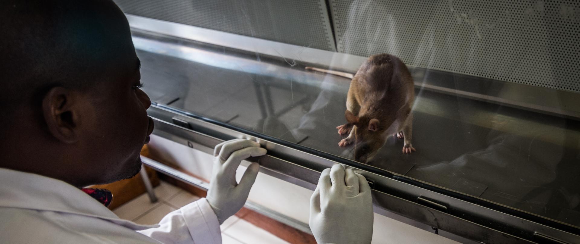 rats exercise in the glass box