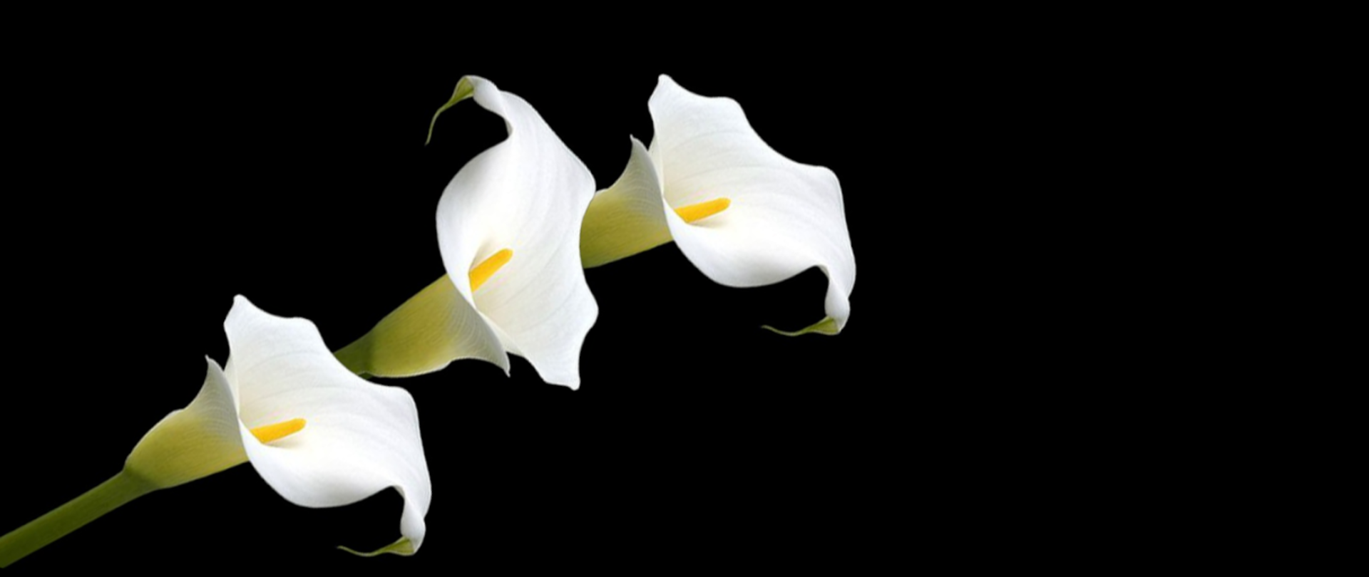 Trzy białe kalie na czarnym tle