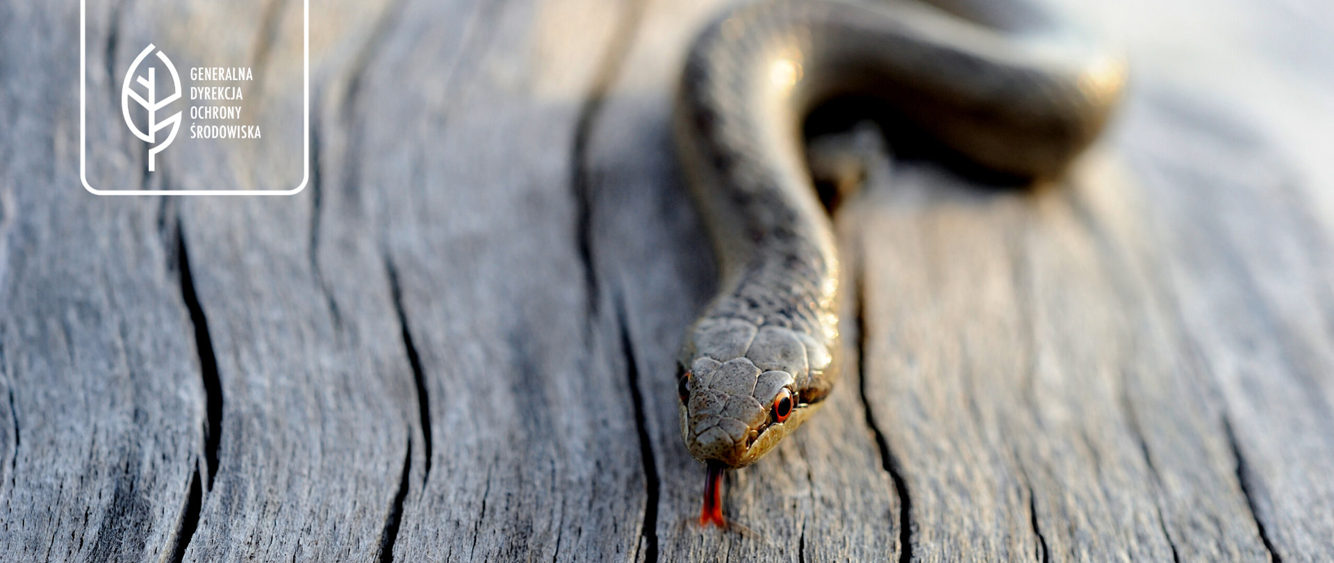 Na zdjęciu znajduje się wąż z wysuniętym językiem.