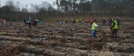 Na przygotowanym do sadzenia miejscu kilkadziesiąt osób sadzi las. Niektóre z nich mają na sobie odblaskowe kamizelki. W oddali widoczny jest strażak w umundurowaniu w kolorze piaskowym, a także członkowie MDP w czerwonych polarach i czapeczkach. W tle las.