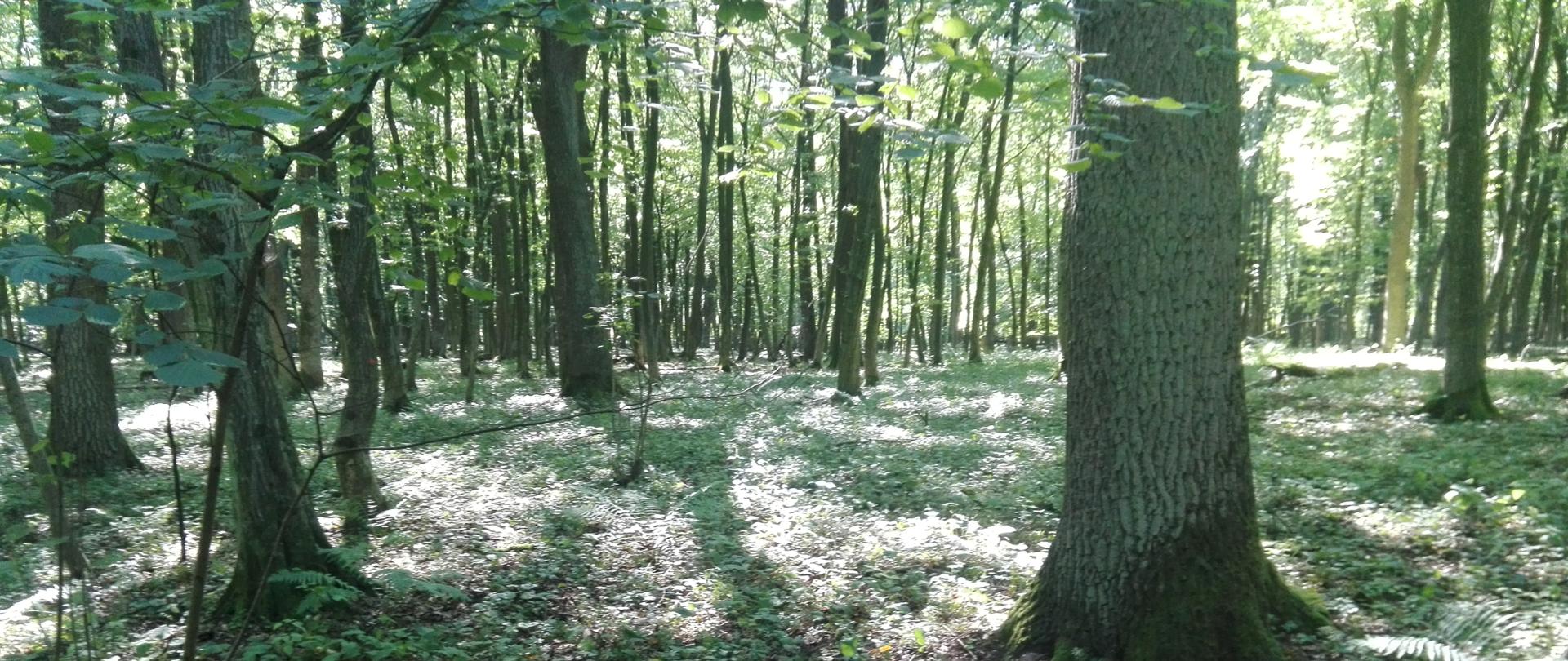 Rezerwat przyrody "Dołhodęby"