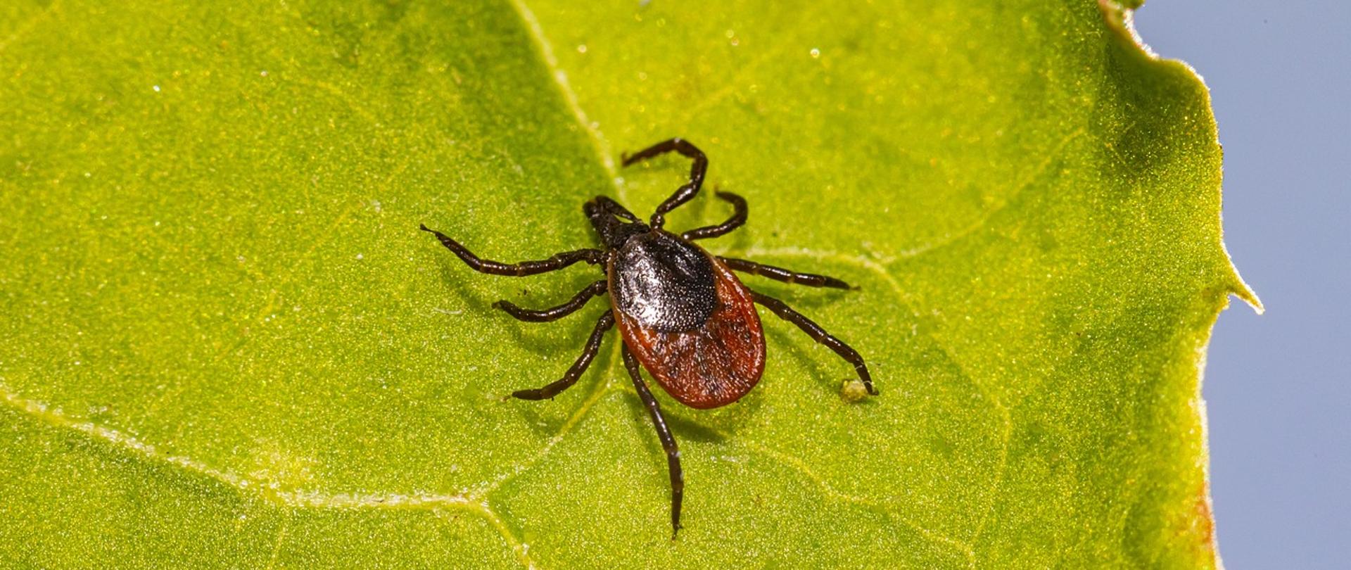 Kleszcz na zielonym liściu