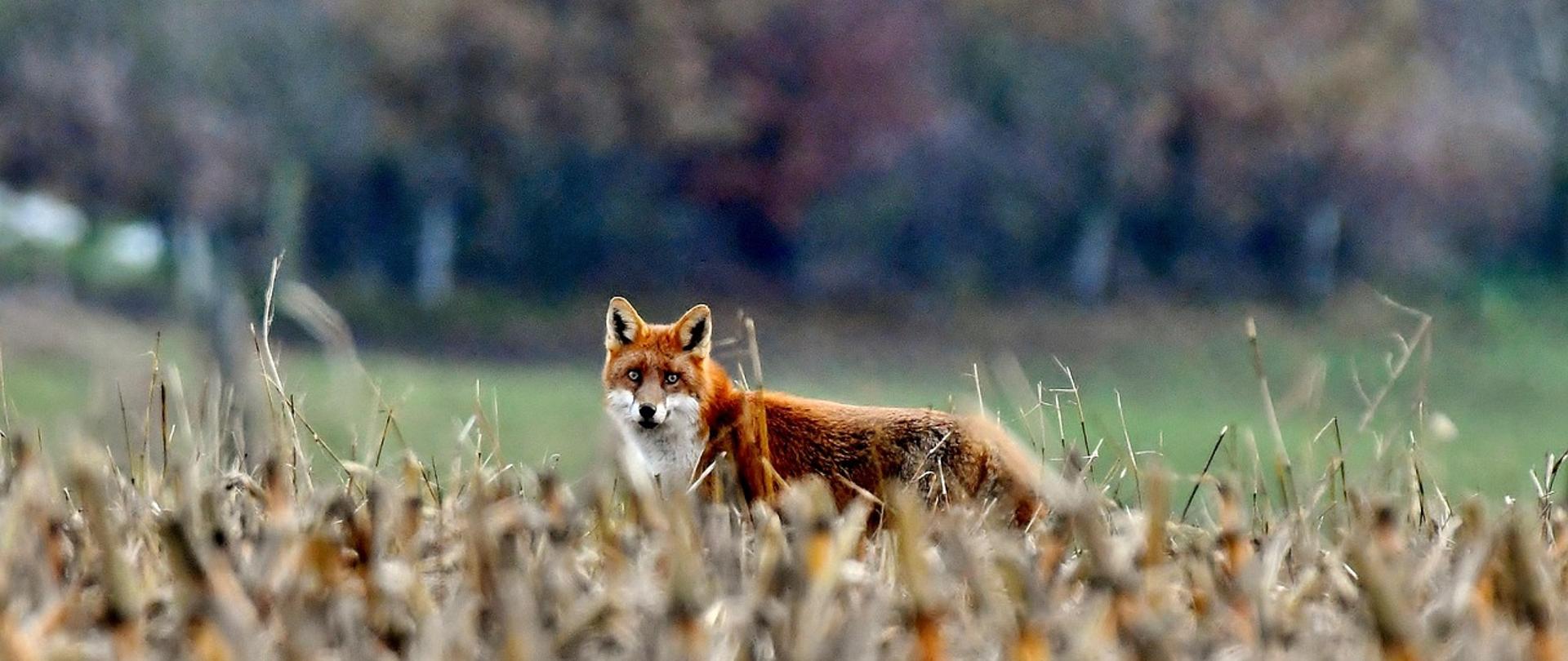 Lis na jesiennym polu. W tle las.