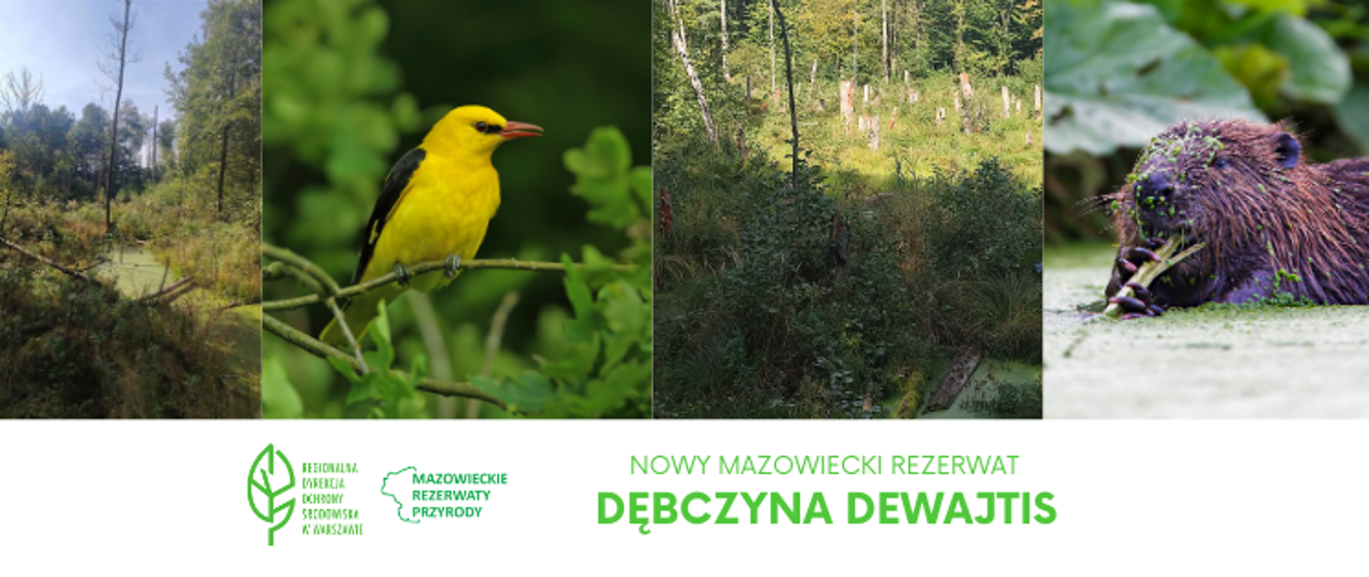 Cztery zdjęcia przedstawiające las, wilgę na gałęzi i bobra w wodzie. Na dole biały pasek z logotypami i informacją.