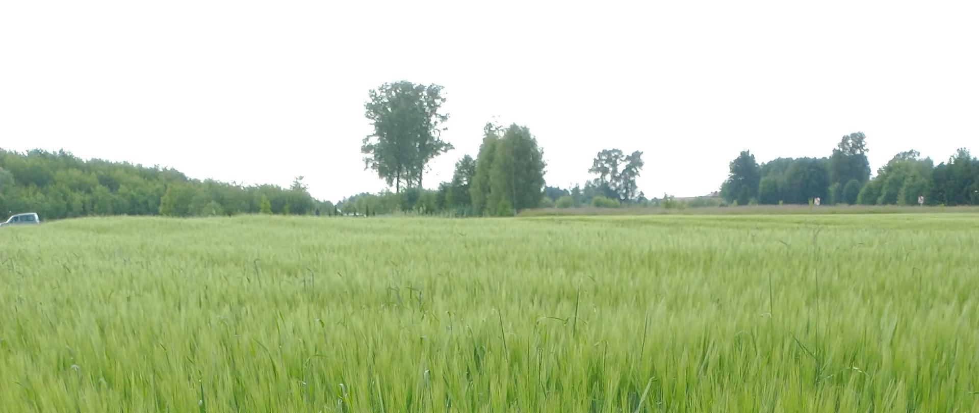 Zdjęcie przedstawia rośliny jęczmienia jarego na plantacji, w tle drzewa.