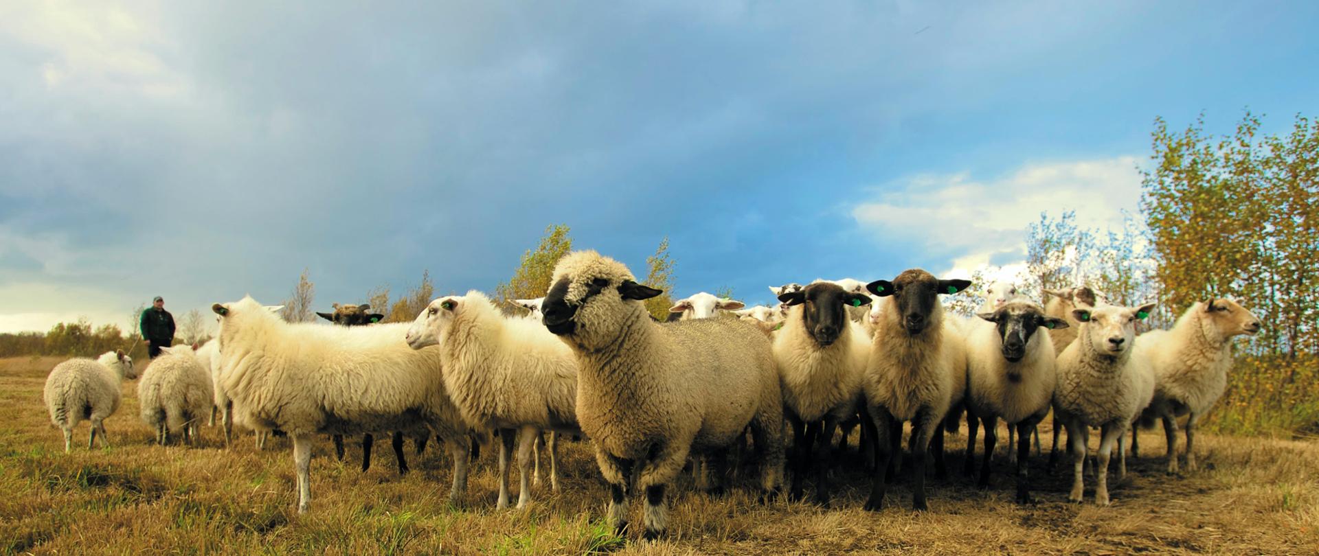 Zdjęcie autorstwa Matthias Zomer z Pexels: https://www.pexels.com/pl-pl/zdjecie/stado-owiec-w-polu-pod-blekitnym-niebem-97317/