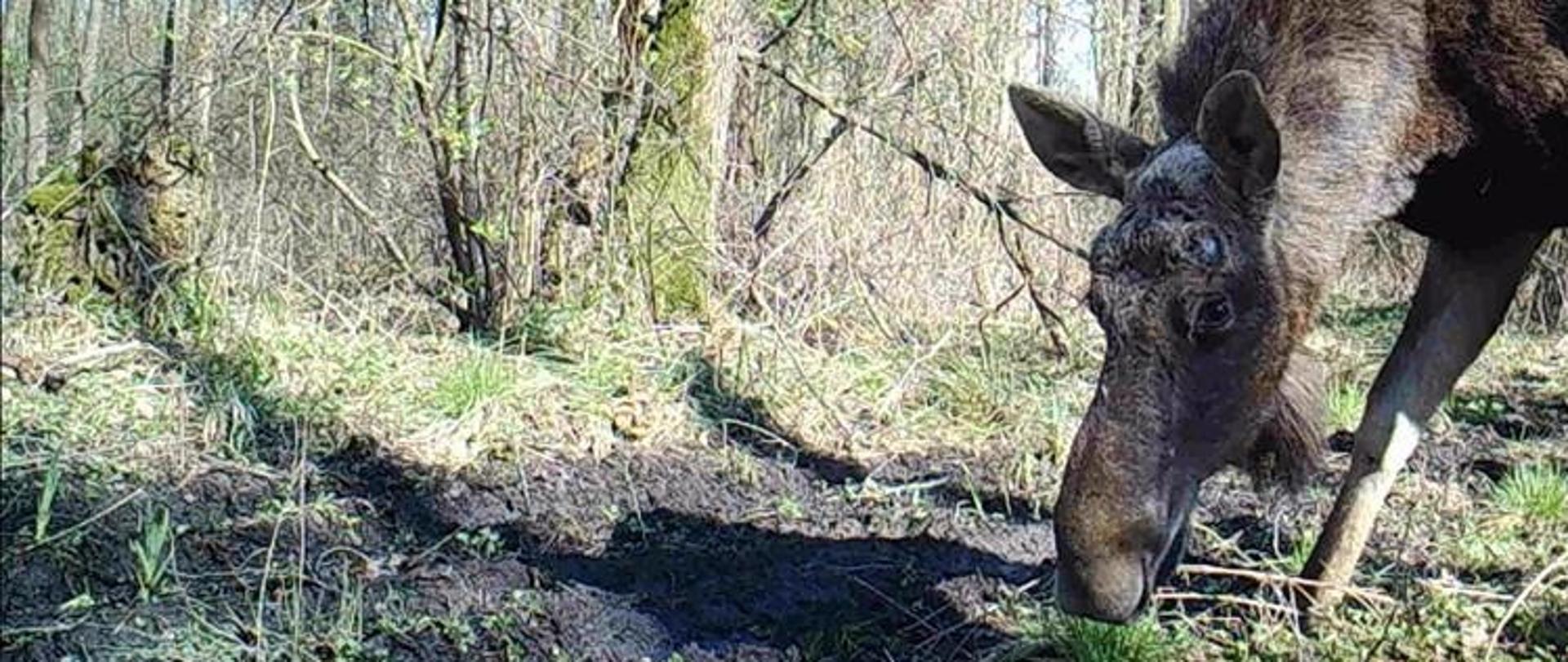 Łoś w rezerwacie przyrody