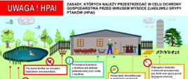 obraz na którym przedstawione są zasady które mają ochronić gospodarstwo przed ptasią grypą. Rolnik karmiący kury w kurniku, kaczka pływając po stawie. Zasady , które są wypisane np " obserwuj stan zdrowia ptaków, nie karmić drobiu na zewnątrz. 