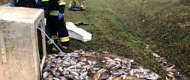 Strażacy zbierają porozrzucane ryby, które wypadły z pojemnika podczas dachowania samochodu